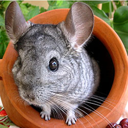 All About Your New Pet - Chinchilla!